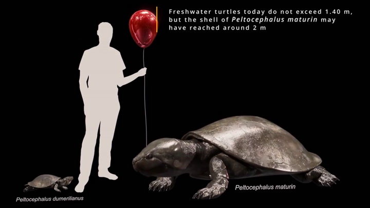 Así es la tortuga gigante prehistórica que se halló en el Amazonas