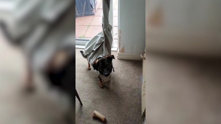 Hilarious moment dog wraps herself up in curtain to owner's dismay