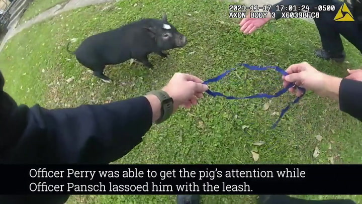 Loose pig lassoed by Cincinnati police