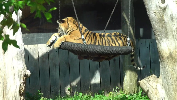 Critically-endangered Sumatran tiger cubs enjoy playtime on swing at conservation zoo