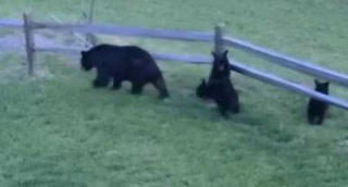 Humanos recibieron la inesperada visita de una familia de osos