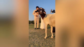Herd of goats interrupts couple’s wedding photoshoot in Thailand