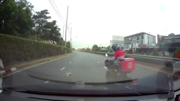 Kind delivery man rescues runaway pet bulldog on highway in Thailand