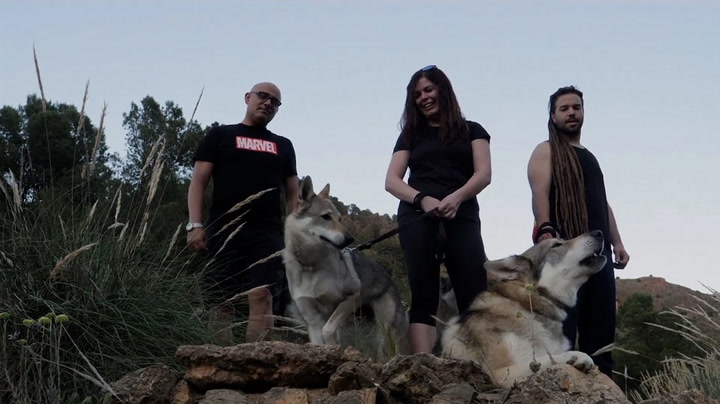 Tourists walk through Spanish mountains with wolves