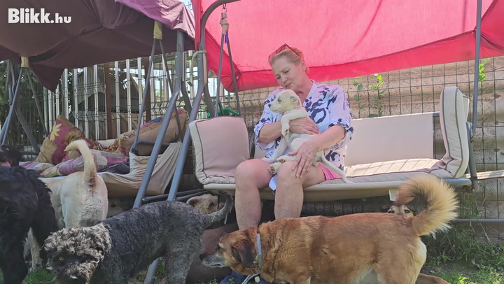 Könnyfakasztó videó – 64 kutya él boldogan, rácsok nélkül a mályi menhelyen: bajban vannak, pénz kell a túléléshez