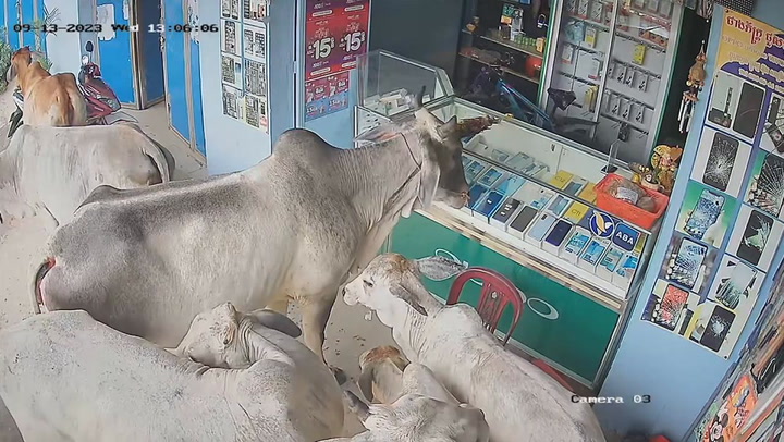 Waiting for an iPhone 15? Curious escaped cows crowd round mobile phone shop
