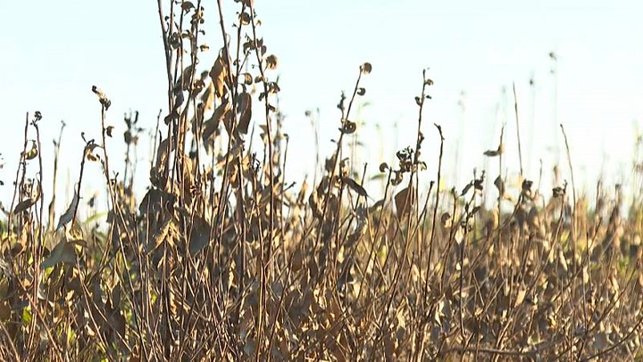 La producción de yerba mate en Argentina, sufre el cambio climático