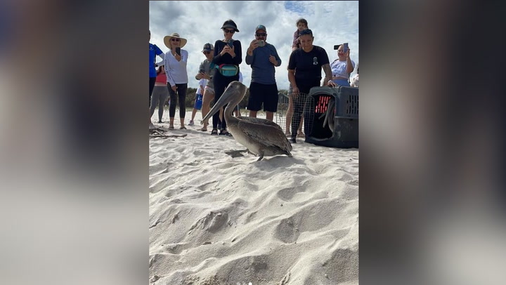 Six rehabilitated pelicans released back into wild at beach clean-up in Florida