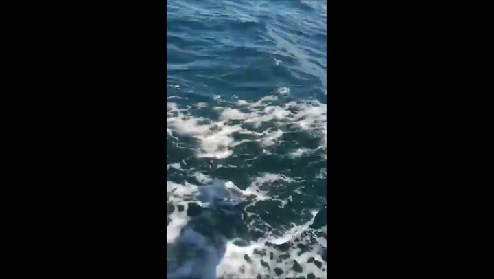 Orcas atacan a un velero.