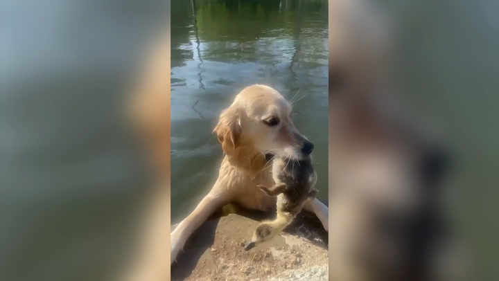 Golden retriever fetches baby goose instead of ball from pond