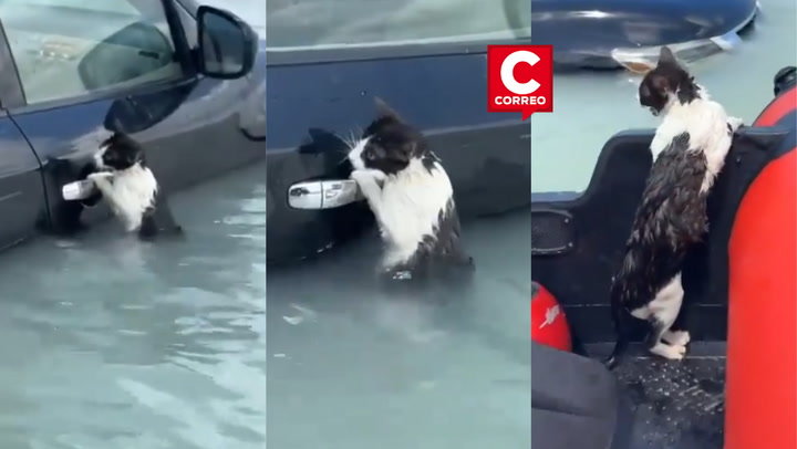 Así fue el dramático rescate de un gato atrapado en inundación por lluvias en Dubái