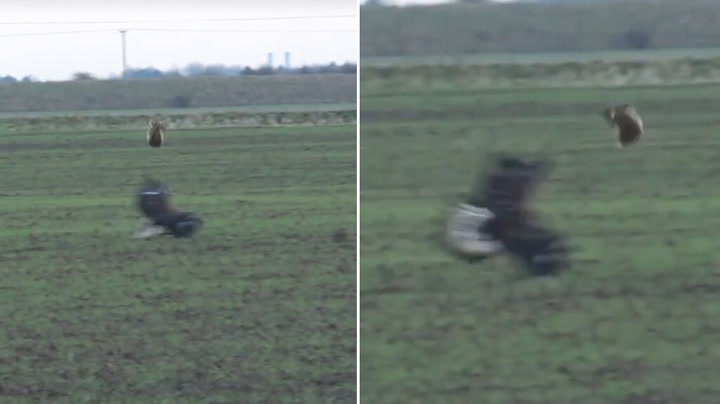 Hare leaps over eagle as it dodges deadly swoop