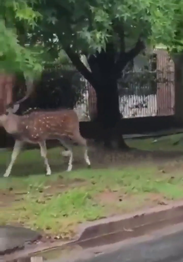 Un ciervo suelto atemorizó a los vecinos de La Plata