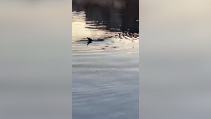 Two dolphins spotted swimming in Bronx river for first time in five years.mp4