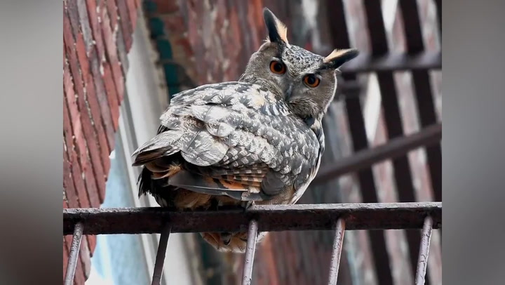 'Flaco' the escapee Eagle Owl stares down camera as he perches on fire escape in Manhattan