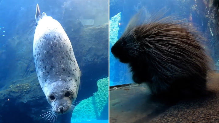 Tiny porcupine strolls around Oregon Zoo and stops to visit seals