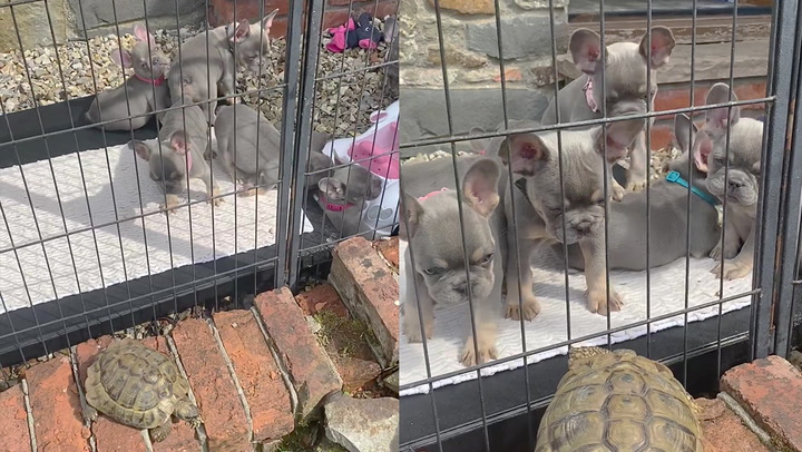 Tortoise tries to boss around puppies but gets teased by them instead