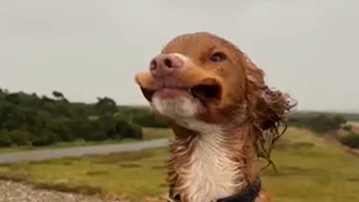 Adorable puppy braves Storm Babet winds as rain lashes Aberdeenshire