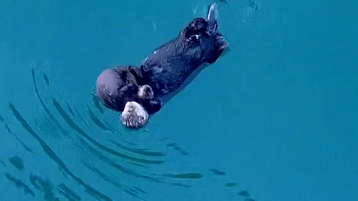 Otter floats down wharf on her back while cradling her baby