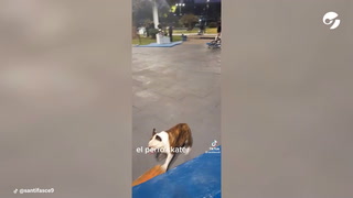 Furor en Ituzaingó por un perro que anda en skate