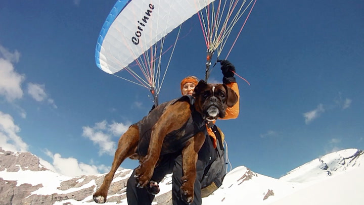 Daredevil grandmother paraglides 8,000ft in the air with her pet dog