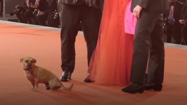 Top dog: Director’s pet steals show at Venice Film Festival