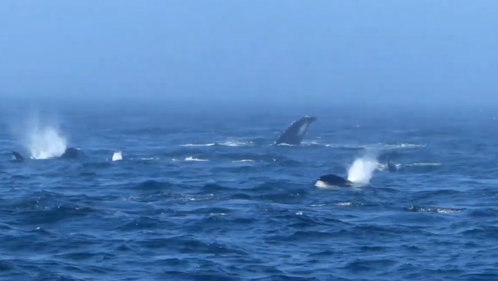 Orcas attack humpback whales off Washington coast