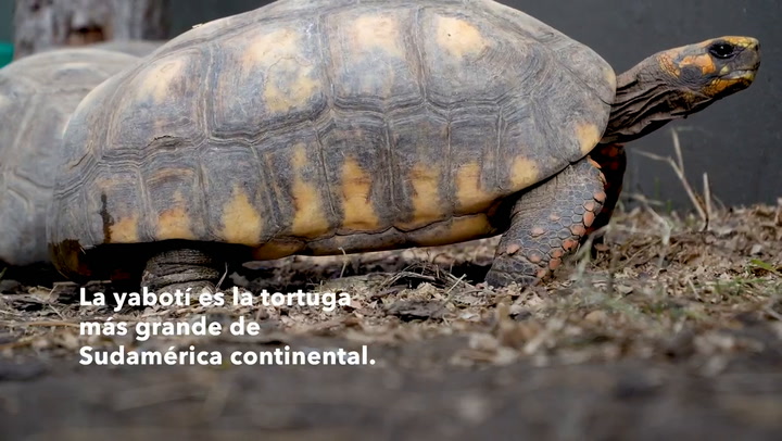Llegada a Chaco de tortugas provenientes de Paraguay