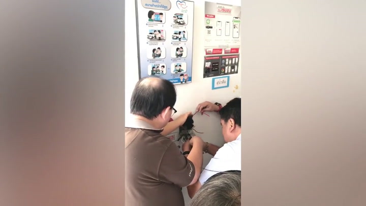Cat trapped inside wall of car dealer store rescued