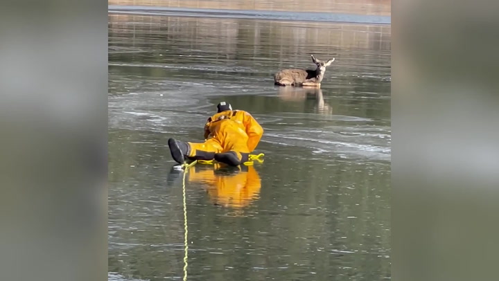 Firefighters pull deer from frozen lake