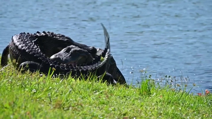 9-foot alligators wrestle in Florida man's back garden