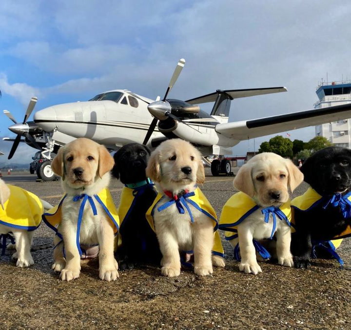 Volunteer Pilots Fly Puppies Who Will Become Assistance Dogs to Their Training Destinations