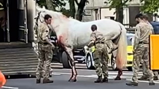 Escapee horse appears to be injured as army locate missing animal