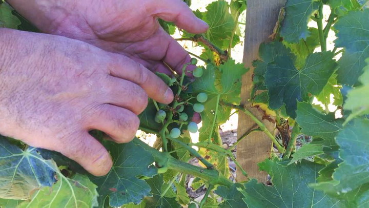 Examining Shatter & 2nd Gen Clusters: Molesworth Checks the Vines with Mounir Saouma 