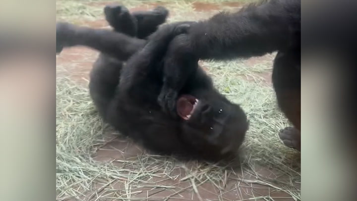 Baby gorilla enjoys being tickled by his mother at Fort Worth Zoo