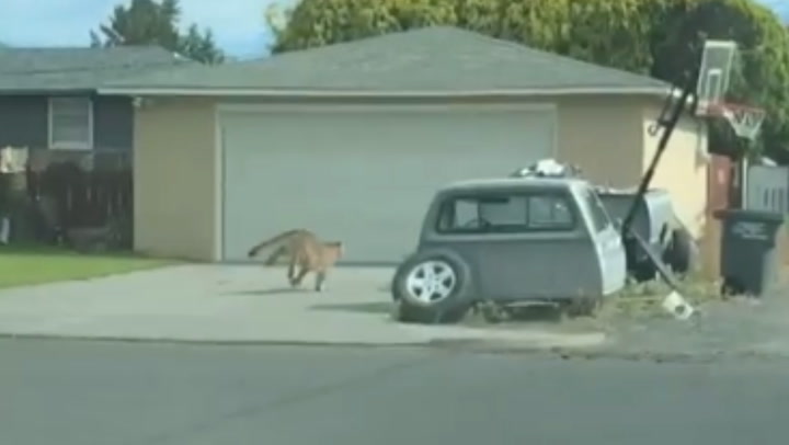 Police chase cougar through street