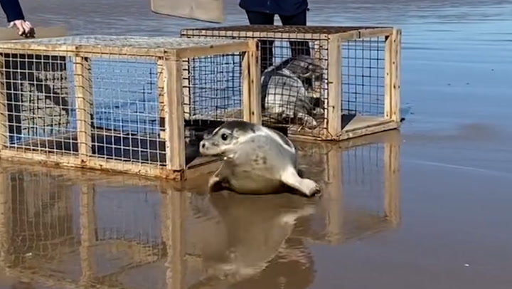Orphaned seal pups return to ocean after sanctuary rescue