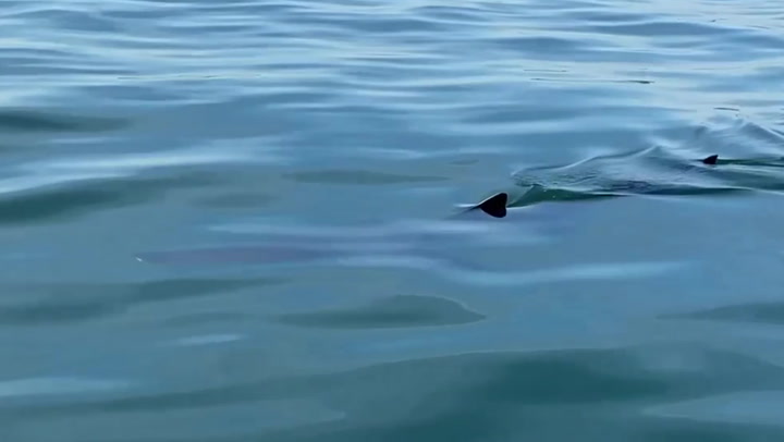Shark filmed swimming metres from boat on Pembrokeshire coast