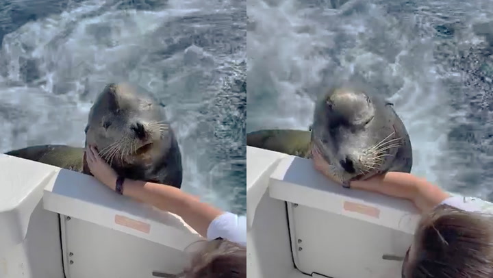 'Cute but vicious sea lion attacks tourist for not giving it fish 
'