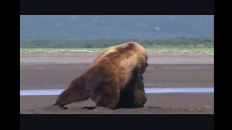 Grizzly Man - Clip