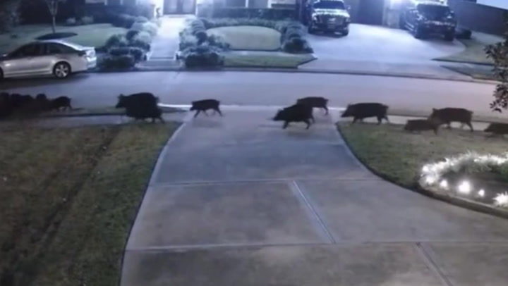 Dozens of feral hogs wreak havoc in Texas neighbourhood during invasion