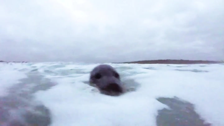 Seal cuddles up to surfer in heartwarming footage