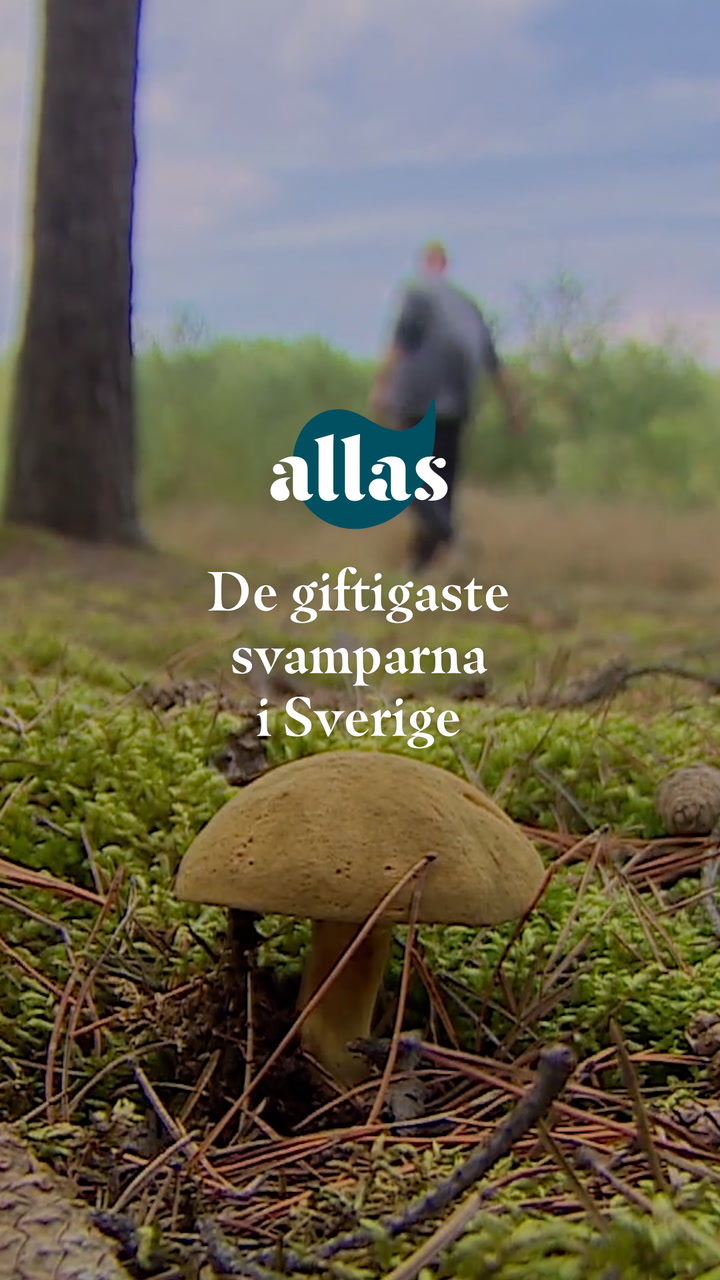 De giftigaste svamparna i Sverige