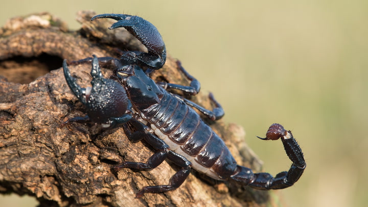 Should You Keep an Emperor Scorpion as a Pet?