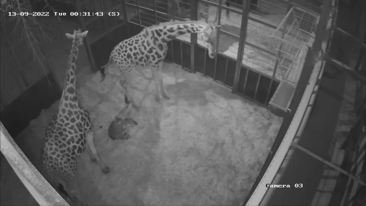Moment endangered baby giraffe is born at West Midlands Safari Park