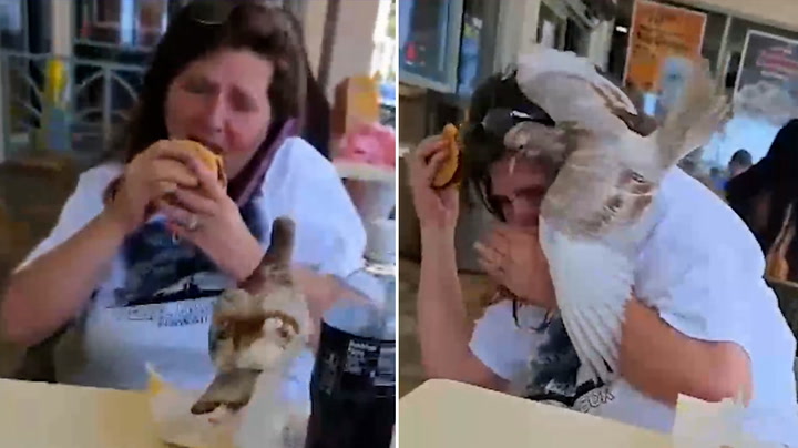 Pigeon flies at woman's face and tries to steal McDonald's out of her hands