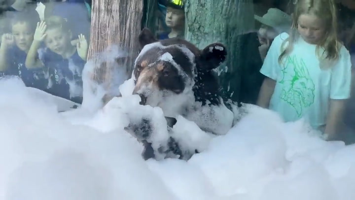 Black bear Finn enjoys first bubble bath at zoo in Knoxville