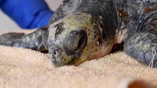Rehabilitaron a una tortuga verde de un grave cuadro de hipotermia y pudo volver al mar