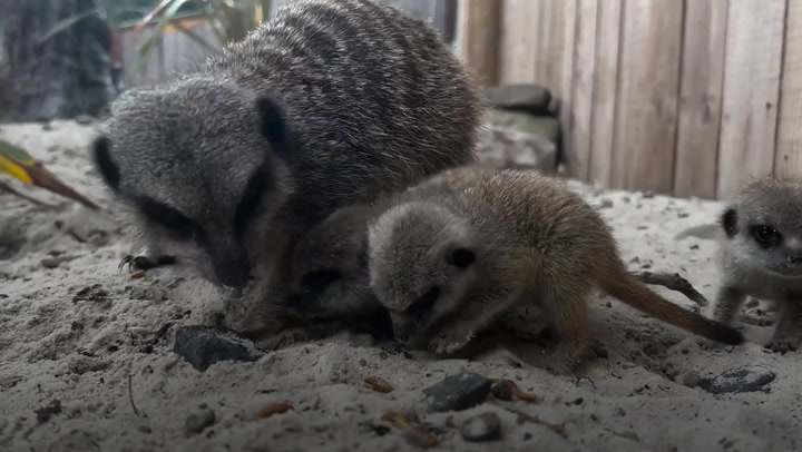 First baby meerkats born at UK safari park in five years settle into new surroundings