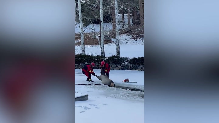 Elk rescued by firefighters after falling into icy pond